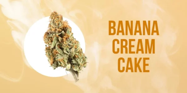 banana cream cake thc a flower